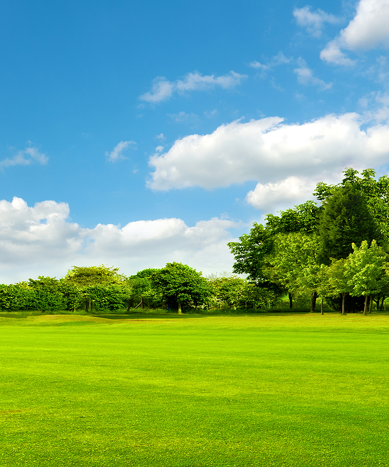 Image of: Trees and blue sky