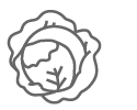 Cabbage Icon