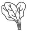 Spinach Icon