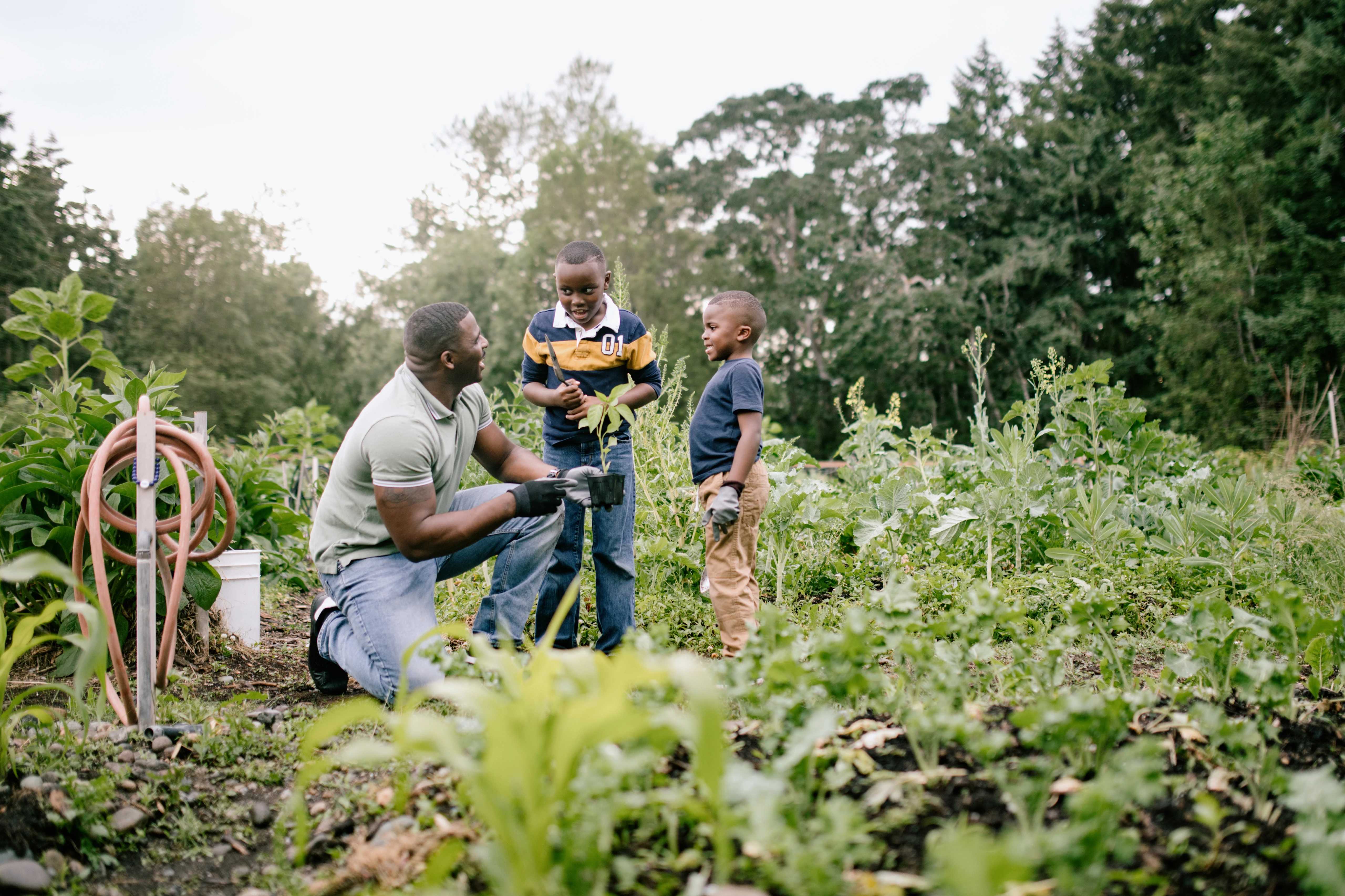 Image of a father and sons preparing their garden