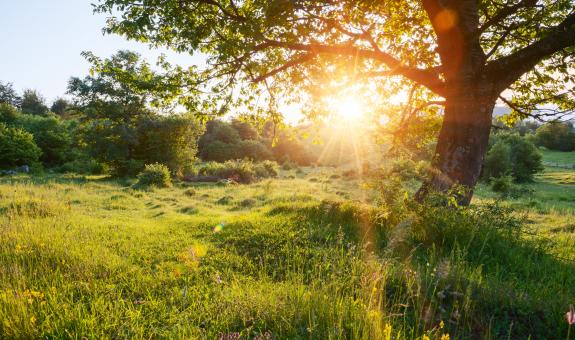 Sunrise over a field