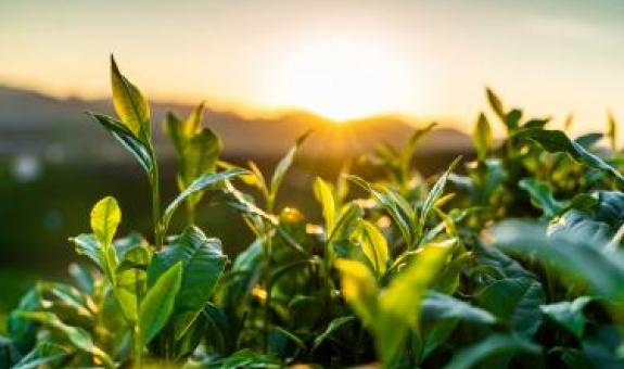Green plants in sunny field