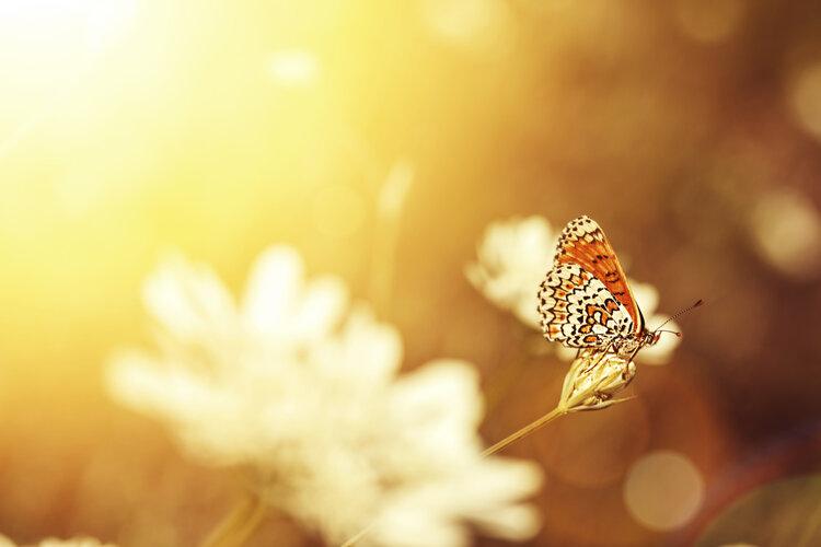 Butterfly on a flower