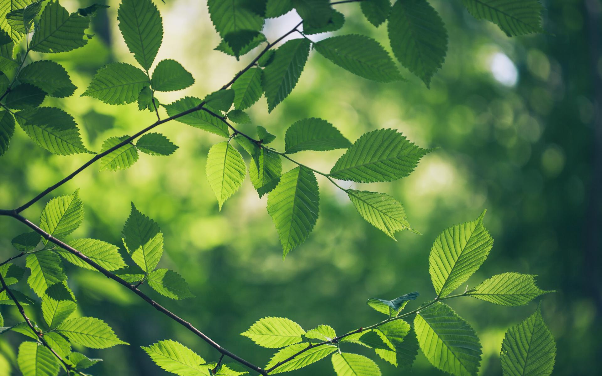Image of green leaves in a forest
