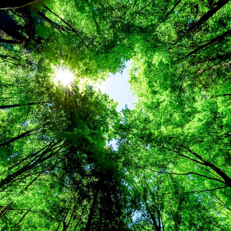 Image of trees with the sky peeking through