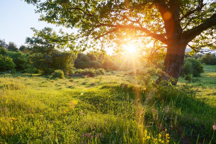 Sunrise over a field