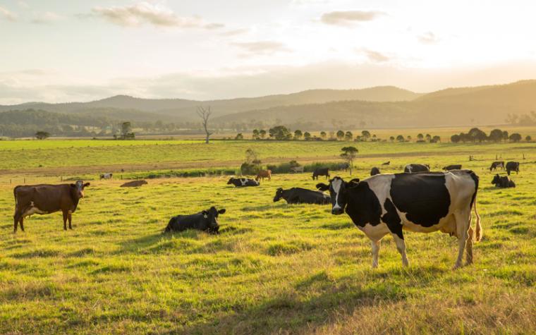 Image of cows in a pasture