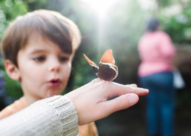 Image of boy looking at butterfly